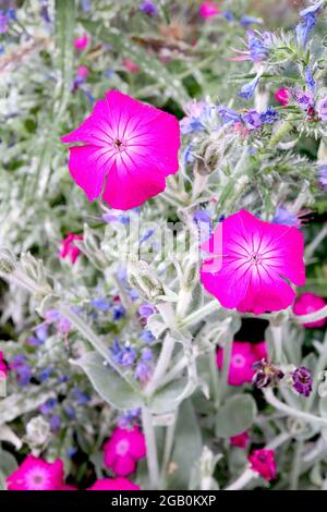 Lychnis coronaria Rose campion - neonrosa salbenförmige Blüten und silbergraue Blätter, Juni, England, Großbritannien Stockfoto