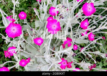 Lychnis coronaria Rose campion - neonrosa salbenförmige Blüten und silbergraue Blätter, Juni, England, Großbritannien Stockfoto