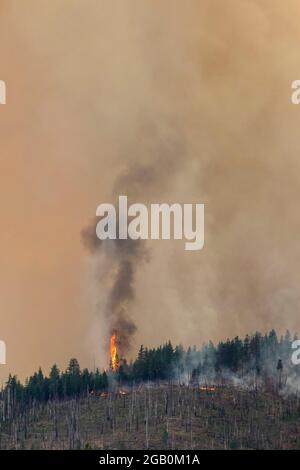 Usa. Juli 2021. Bäume werden beim Feuer von Dixie in Flammen aufgegangen. Der Brand von Dixie ist auf über 240,000 Acres angewachsen und wird derzeit zu 30 % eingedämmt. Kredit: SOPA Images Limited/Alamy Live Nachrichten Stockfoto