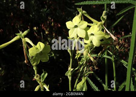 Nicotiana alata ‘Lime Green’ Tabakpflanze Lime Green – duftende, röhrenförmige, kalkgrüne Blüten, Juni, England, Großbritannien Stockfoto