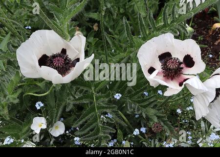 Papaver orientalis ‘Royal Wedding’ Orientalischer Mohn Royal Wedding - großer weißer Mohn mit gerillten Blütenblättern und schwarzen Markierungen, Juni, England, Großbritannien Stockfoto