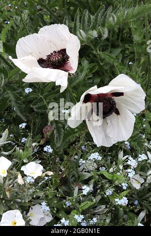 Papaver orientalis ‘Royal Wedding’ Orientalischer Mohn Royal Wedding - großer weißer Mohn mit gerillten Blütenblättern und schwarzen Markierungen, Juni, England, Großbritannien Stockfoto