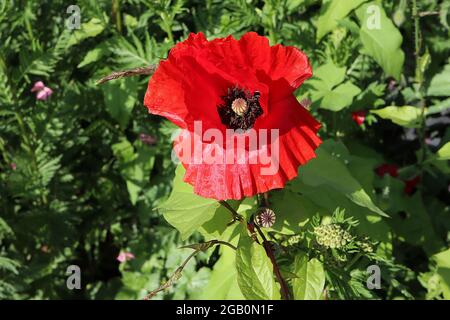 Papaver-Rhoeas-Mohnblume – rote Blüten mit gerillten Blütenblättern auf haarigen Drahtstielen, Juni, England, Großbritannien Stockfoto