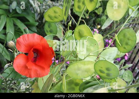 Papaver-Rhoeas-Mohnblume – rote Blüten mit gerillten Blütenblättern auf haarigen Drahtstielen, Juni, England, Großbritannien Stockfoto