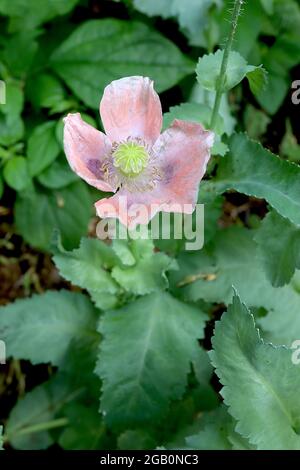 Papaver somniferum ‘Imperial Pink’ Opiummohn Imperial Pink – einzelne Korallenaprikosenblüten mit graugrünen Blättern, Juni, England, Großbritannien Stockfoto