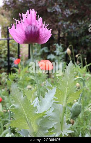 Papaver somniferum Jimi Hendrix Opiummohn ‘Jimi Hendrix’ – geschlossene, tiefrosa Blüten mit gefransten Blütenblättern und graugrünen Blättern, Juni, England, Großbritannien Stockfoto