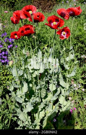 Papaver somniferum ‘Turkish Red’ Opiummohn Türkisch Rot – einzelne rote Blüten mit weißer Mitte und schwarzen Markierungen, graugrüne Blätter, Juni, England, Großbritannien Stockfoto