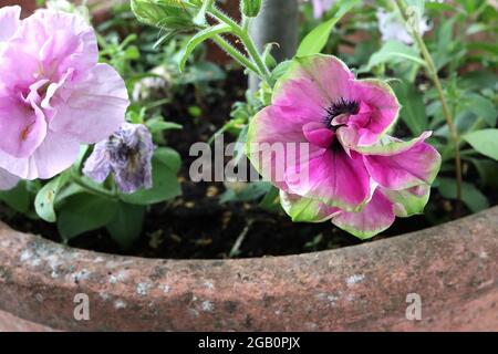 Petunia ‘Surfinia Green Edge Purple’ tiefrosa trichterförmige Blüten mit lindgrünen Rändern, Juni, England, Großbritannien Stockfoto