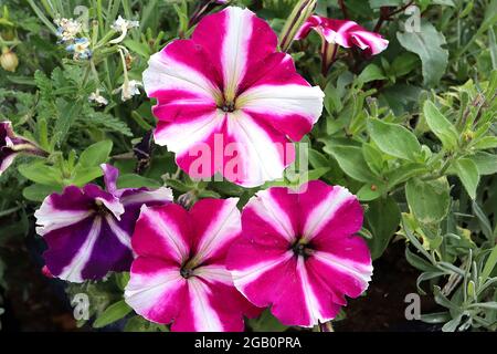 Petunia ‘Ultra Rose Star’ Weiße trichterförmige Blüten mit tiefrosa Herzrändern, Juni, England, Großbritannien Stockfoto