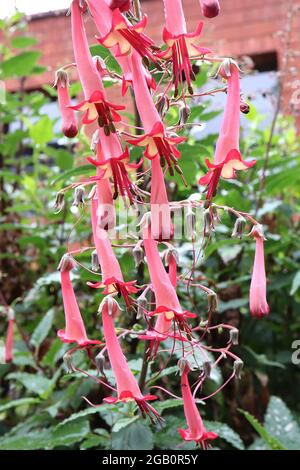 Phygelius x rectus ‘African Queen’ Cape Figwort African Queen – Rispen aus langen röhrenförmigen, hellroten Blüten mit gelbem Inneren, Juni, England, Großbritannien Stockfoto