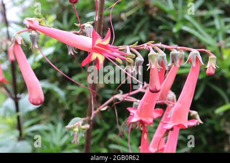 Phygelius x rectus ‘African Queen’ Cape Figwort African Queen – Rispen aus langen röhrenförmigen, hellroten Blüten mit gelbem Inneren, Juni, England, Großbritannien Stockfoto