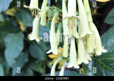 Phygelius x rectus ‘Moonrake’ Cape Figwort Moonrake - Rispen mit langen röhrenförmigen blassgrünen gelben Blüten, Juni, England, UK Stockfoto