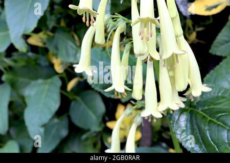 Phygelius x rectus ‘Moonrake’ Cape Figwort Moonrake - Rispen mit langen röhrenförmigen blassgrünen gelben Blüten, Juni, England, UK Stockfoto