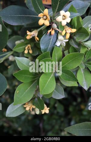 Pittosporum tobira japanischer Käseholz – kleine Gruppen von stark duftenden Creme- und gelben Blüten, Juni, England, Großbritannien Stockfoto