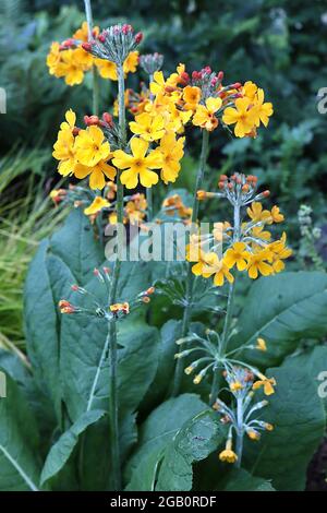 Primula bulleyana Bulley’s Primrose – Kandelaber primula mit radialen Reihen salver-förmiger gelber Blüten, Juni, England, Großbritannien Stockfoto