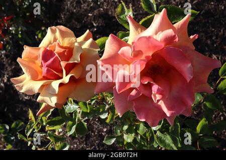 Rosa ‘Belle Epoque’ (Hybrid-Teerose) Rose Belle Epoque – halbdoppelte Aprikosen- und korallenrosa Blüten, Juni, England, Großbritannien Stockfoto