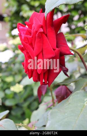 Rosa ‘Black Baccara’ (Hybrid Tea Rose) Rose Black Baccara – tiefrote schwarze Blüten, die zu tiefem Rot verblassen, Juni, England, Großbritannien Stockfoto