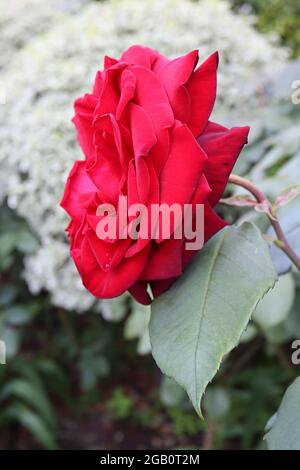 Rosa ‘Black Baccara’ (Hybrid Tea Rose) Rose Black Baccara – tiefrote schwarze Blüten, die zu tiefem Rot verblassen, Juni, England, Großbritannien Stockfoto