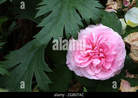 Rosa ‘Common Moss’ (Moosrose) Rose Common Moss – doppelt mittlere bis hellrosa Blüten, Juni, England, Großbritannien Stockfoto