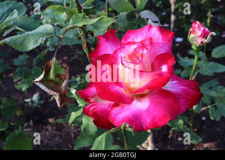 Rosa ‘Double Delight’ (Hybrid Tea Rose) Rose Double Delight – stark duftende Doppelcreme und karmesinrote Blüten, Juni, England, Großbritannien Stockfoto