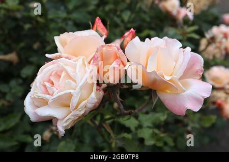 Rosa ‘Ghislaine de Feligonde’ (Wanderrose) Rose Ghislaine de Feligonde – halbdoppelte helle Aprikosenblüten, Juni, England, Großbritannien Stockfoto