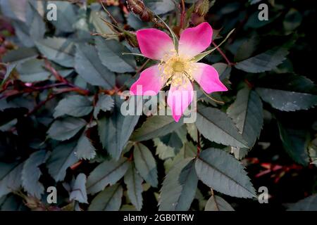 Rosa glauca (Art Rose) Rotblättrige Rose – kleine einzelne tiefrosa Blüten mit weißem Zentrum und graugrünen Blättern, Juni, England, Großbritannien Stockfoto