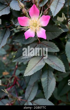 Rosa glauca (Art Rose) Rotblättrige Rose – kleine einzelne tiefrosa Blüten mit weißem Zentrum und graugrünen Blättern, Juni, England, Großbritannien Stockfoto