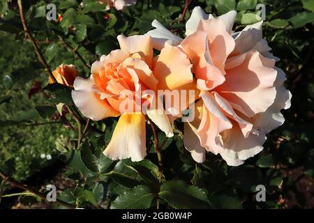 Rosa ‘Just Joey’ (Hybrid Tea Rose) Rose Just Joey – halbdoppelte Aprikosen- und Pfirsichblüten, Juni, England, Großbritannien Stockfoto