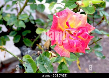 Rosa ‘Masquerade’ (Kletterrose) Rose Masquerade – halbdoppelte, tiefrosa Blüten mit gelbem Zentrum, Juni, England, Großbritannien Stockfoto