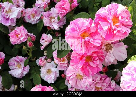 Rosa ‘Mundi’ (Strauchrose) Rosa gallica ‘Versicolor’ Französische Rose – halbdoppelte weiße Blüten mit rosa und roten Streifen, Juni, England, Großbritannien Stockfoto