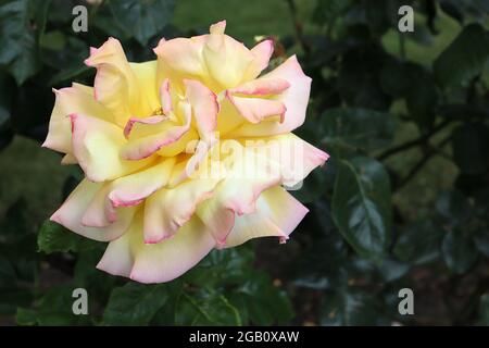 Rosa ‘Gloria Dei’ (HT) Rose Peace – duftende große gelbe cremefarbene Blüten mit rosa Rändern, Juni, England, Großbritannien Stockfoto