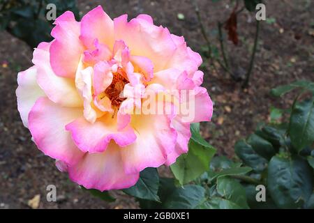 Rosa ‘Gloria Dei’ (HT) Rose Peace – duftende große gelbe cremefarbene Blüten mit rosa Rändern, Juni, England, Großbritannien Stockfoto