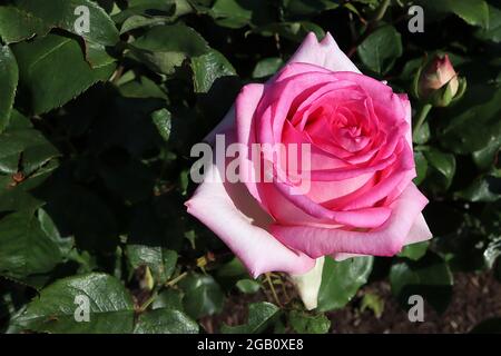 Rosa ‘Pink Perfection’ (Hybrid Tea Rose) Rose Pink Perfection – doppelte mittelgroße rosa Blüten, Juni, England, Großbritannien Stockfoto
