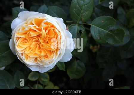 Rosa ‘Port Sunlight’ (Englische Rose) Rose Port Sunlight – weiße äußere Blütenblätter, Aprikosen-innere Blütenblätter, vollständig doppelt, Juni, England, VEREINIGTES KÖNIGREICH Stockfoto