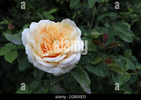 Rosa ‘Port Sunlight’ (Englische Rose) Rose Port Sunlight – weiße äußere Blütenblätter, Aprikosen-innere Blütenblätter, vollständig doppelt, Juni, England, VEREINIGTES KÖNIGREICH Stockfoto