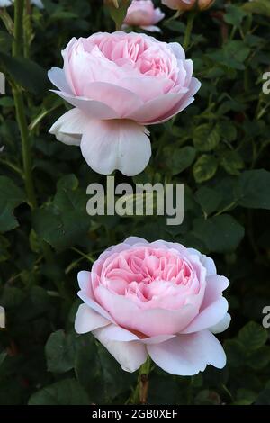 Rosa ‘Queen of Sweden’ (Englische Rose) Rose Queen of Sweden – nach oben gerichtete, doppelt weiße und hellrosa Blüten, Juni, England, Großbritannien Stockfoto