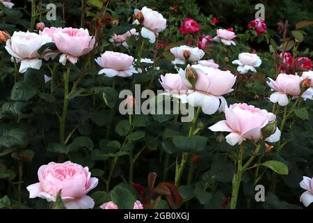 Rosa ‘Queen of Sweden’ (Englische Rose) Rose Queen of Sweden – nach oben gerichtete, doppelt weiße und hellrosa Blüten, Juni, England, Großbritannien Stockfoto