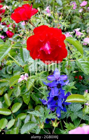 Rosa ‘Rambling Rosie’ (Wanderrose) Rose Rambling Rosie – halbdoppelte rote Blüten, Juni, England, Großbritannien Stockfoto