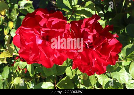 Rosa ‘Rambling Rosie’ (Wanderrose) Rose Rambling Rosie – halbdoppelte rote Blüten, Juni, England, Großbritannien Stockfoto