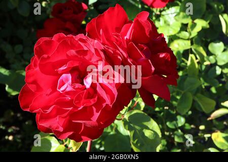 Rosa ‘Rambling Rosie’ (Wanderrose) Rose Rambling Rosie – halbdoppelte rote Blüten, Juni, England, Großbritannien Stockfoto