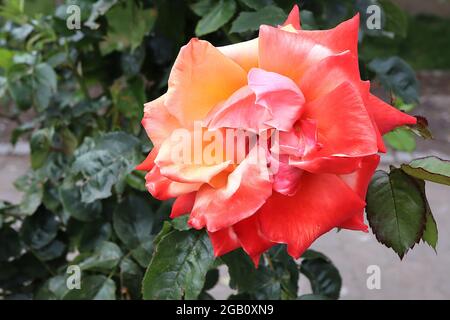 Rosa ‘Remember Me’ (Buschrose) Rose Remember Me – doppelte tiefrosa orange Blüten mit gelbem Zentrum, Juni, England, Großbritannien Stockfoto