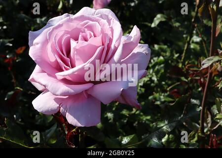 Rosa ‘Silver Shadow’ (Hybrid Tea Rose) Rose Silver Shadow – doppelte blass-mauve Blüten, Juni, England, Großbritannien Stockfoto