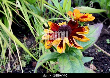 Rudbeckia hirta ‘Moreno’ schwarzäugige Susan Autumn Moreno – dunkelrote Gänseblümchenähnliche Blumen mit gerollten Blütenblättern und gelben Blütenblättern auf dem Rücken, Juni, England, Großbritannien Stockfoto