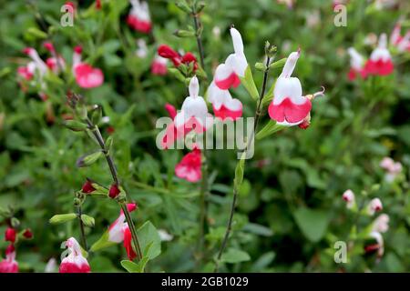 Salvia x jamensis ‘Hot Lips’ Sage Hot Lips – halbweiße, halbrote Blüten auf grünen Stielen, Juni, England, Großbritannien Stockfoto