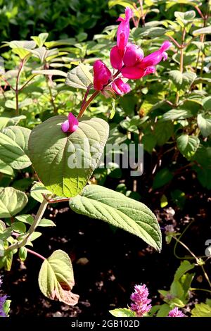 Salvia involucrata ‘Boutin’ Rosy-Blatt-Salbei – röhrenförmige, tiefviolette Blüten und salbeiartige Blätter, Juni, England, Großbritannien Stockfoto