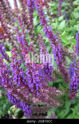 Salvia nemerosa ‘Caradonna’ Balkan Clary Caradonna – röhrenförmige violette Blüten und Pflaumenblätter, Juni, England, Großbritannien Stockfoto