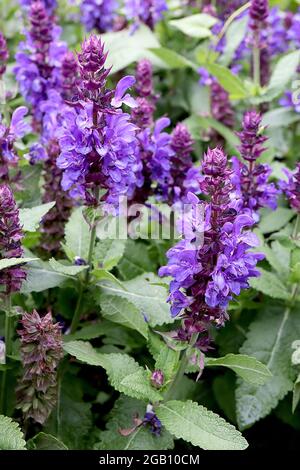 Salvia nemerosa ‘Caradonna’ Balkan Clary Caradonna – röhrenförmige violette Blüten und Pflaumenblätter, Juni, England, Großbritannien Stockfoto