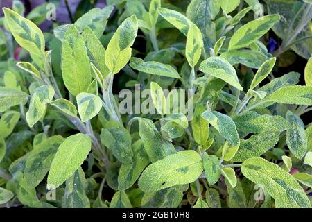 Salvia officinalis ‘Icterina’ Salbei Icterina – marmorfarbenes Gold und dunkelgrüne essbare Blätter, Juni, England, Großbritannien Stockfoto