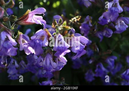 Salvia officinalis common salbei – Masse aus röhrenförmigen violetten Blüten und pflaumengrünen Calyces, Juni, England, Großbritannien Stockfoto