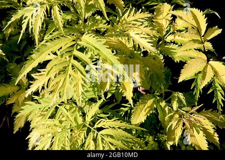 Sambucus racemosa ‘Sutherland Gold’ Europäischer Roter Holunder – Grüngold tief durchtrennte Blätter, Juni, England, Großbritannien Stockfoto